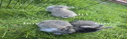 Angora rabbits for sale: ❤️Stunning full- face English Angora Babies❤️ - Advert 16