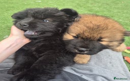 Chow Chow dogs for sale: 🩷🩵ONLY THREE GIRL chow chows left ready to go🩵 - Image 6