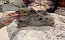 Pomeranian dogs for sale: 2 Stunning Pomeranian Puppies Ready For Homing Now - Image 5