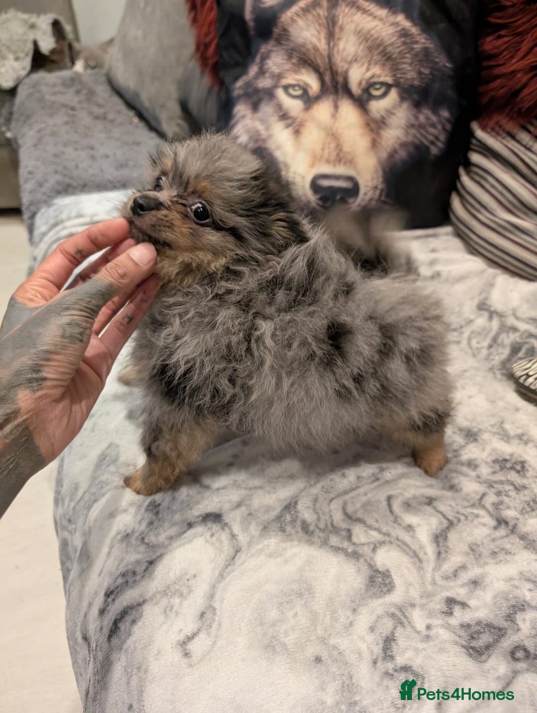 Pomeranian dogs for sale: 2 Stunning Pomeranian Puppies Ready For Homing Now - Image 5