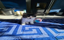 Persian cats for sale: *Reduced*persian kittens for sale 😍 *ready now - Image 4
