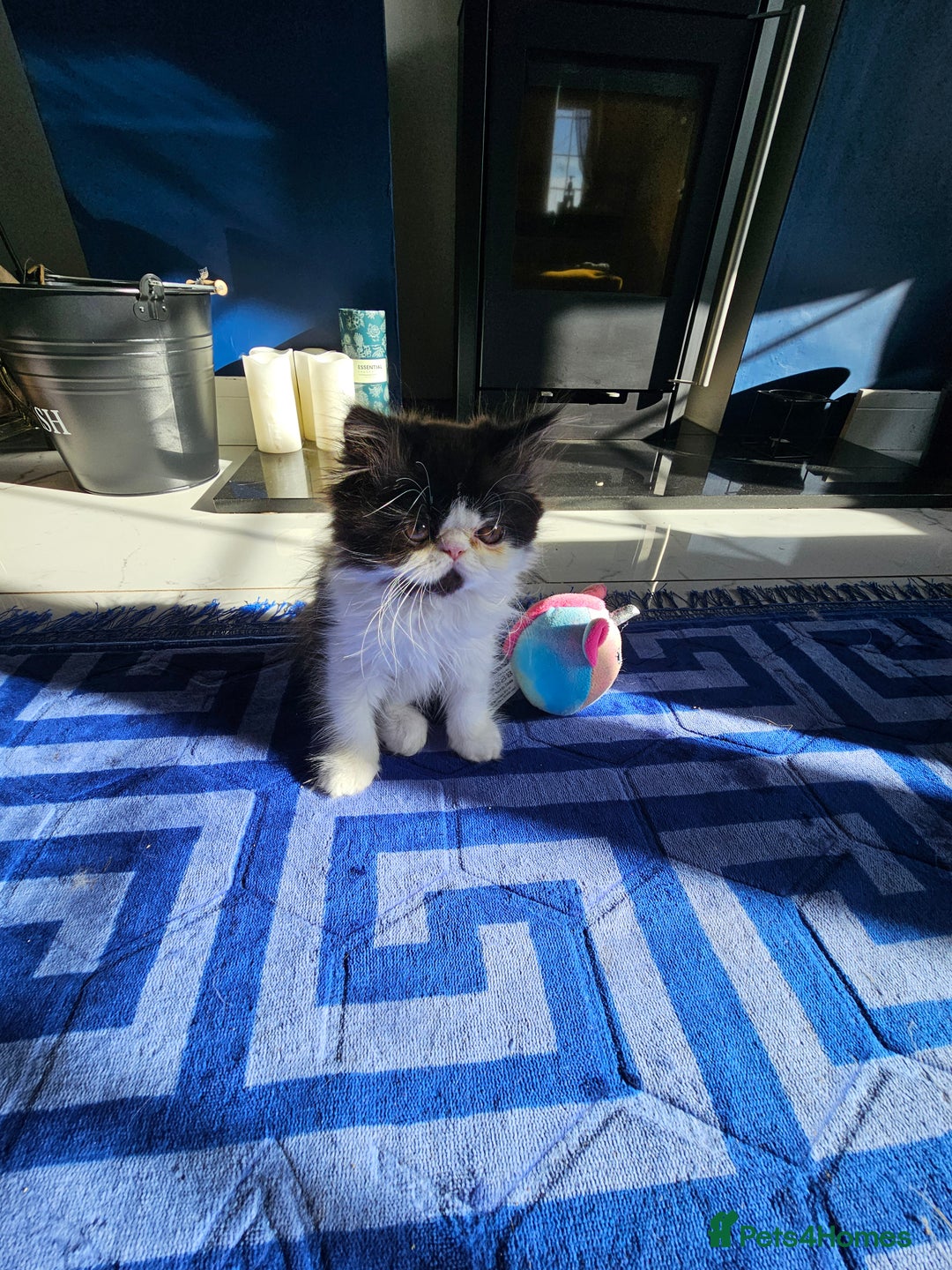 Persian cats for sale: *Reduced*persian kittens for sale 😍 *ready now - Image 4