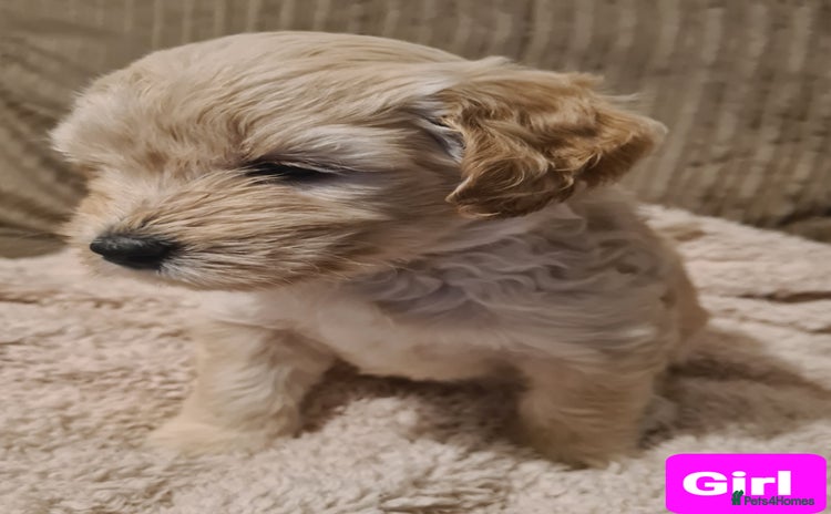 Labradoodle dogs - Advert 7