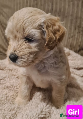 Labradoodle dogs - Advert 7