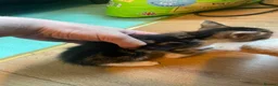 Mixed Breed cats for sale: 7 kitten  in Sheerness - Advert 16