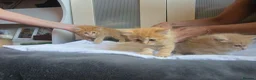 Mixed Breed cats for sale: 3 beautiful ginger boys  - Advert 6