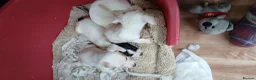 Jack Russell dogs for sale: Jack russell puppys - Advert 8
