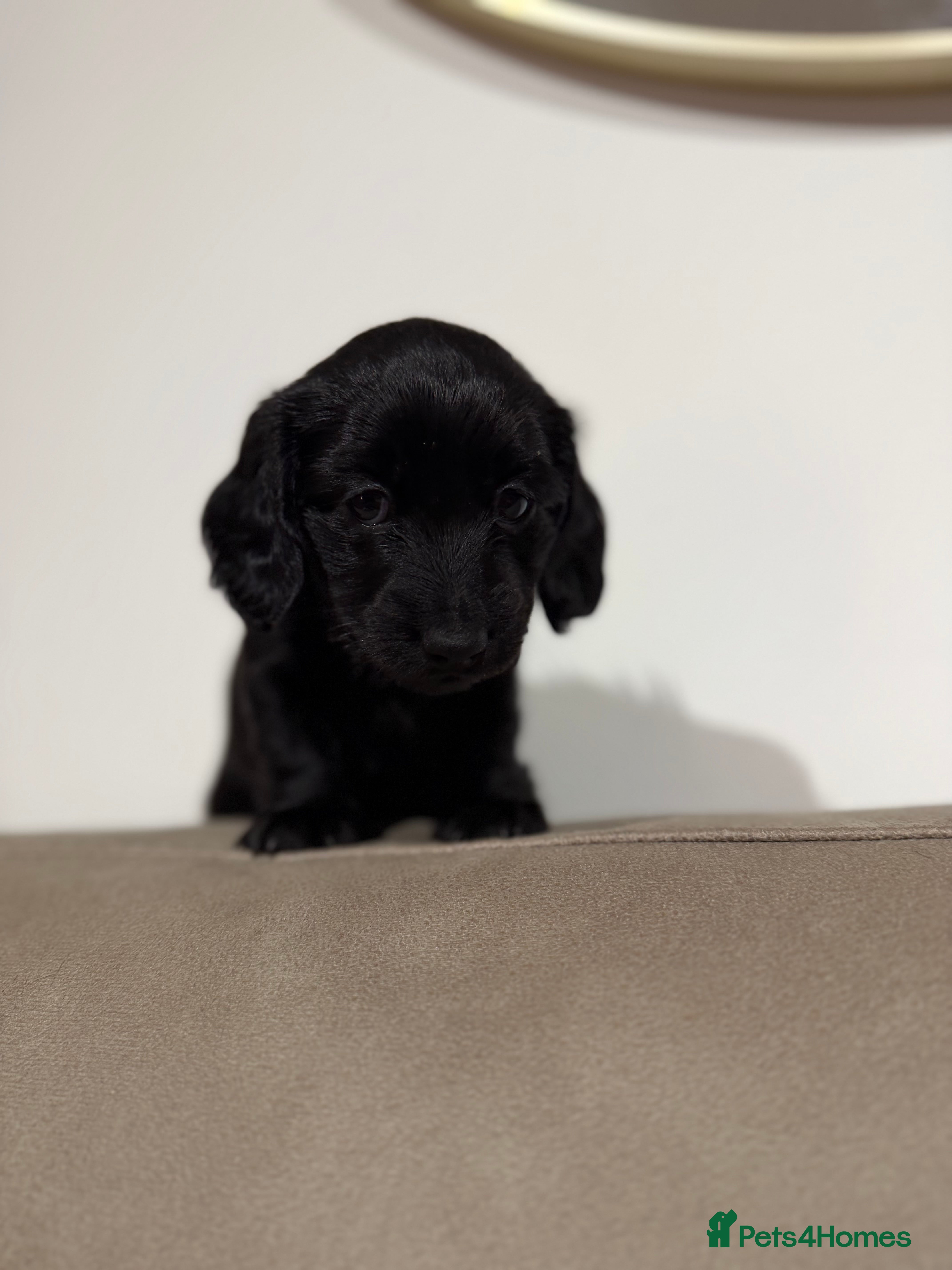 Miniature Dachshund dogs Jet black long haired miniature dachshund - Advert 1