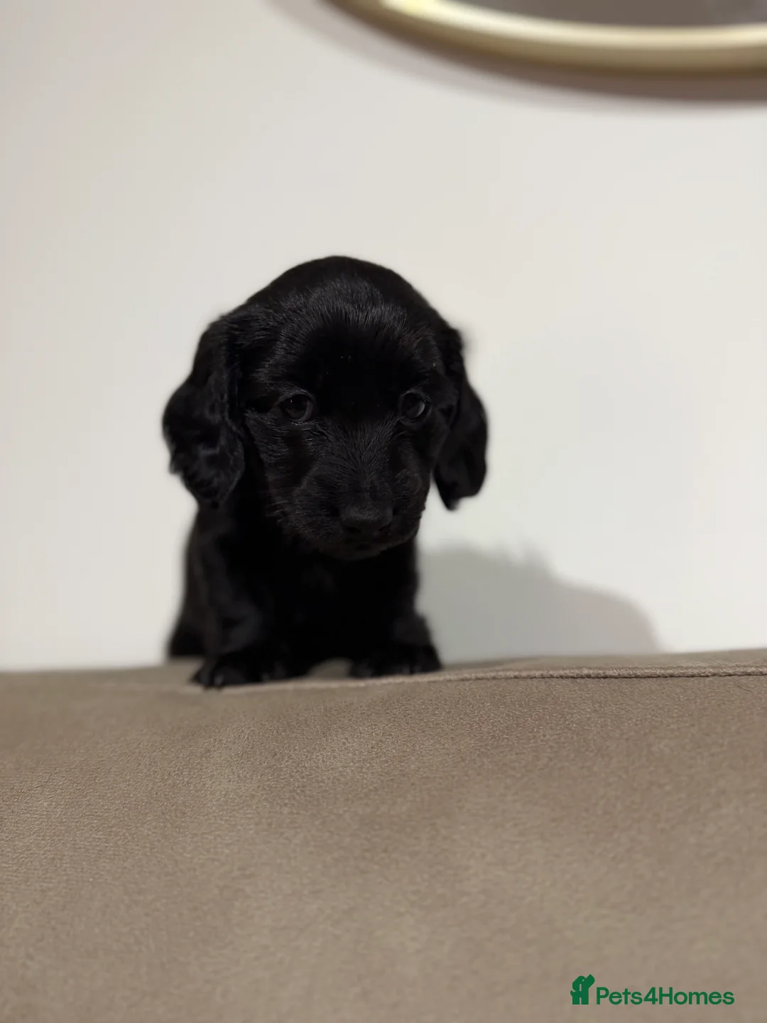 Miniature Dachshund dogs for sale: Jet black long haired miniature dachshund - Advert 1