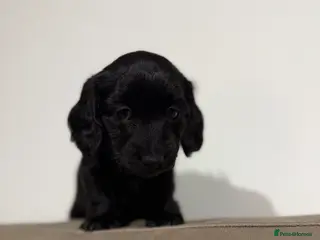 Miniature Dachshund dogs Jet black long haired miniature dachshund - Advert 1