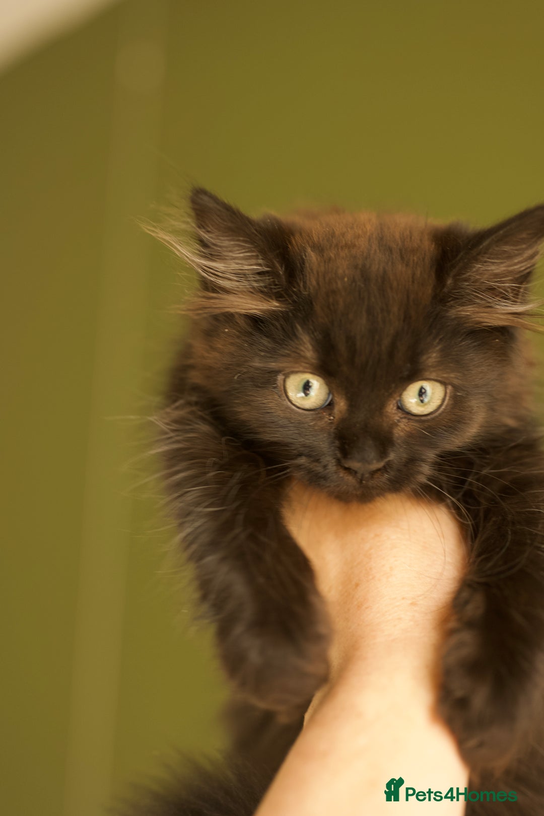 British Longhair cats for sale: Ready To Go This Weekend! 3 Sweet Little Kittens - Image 3
