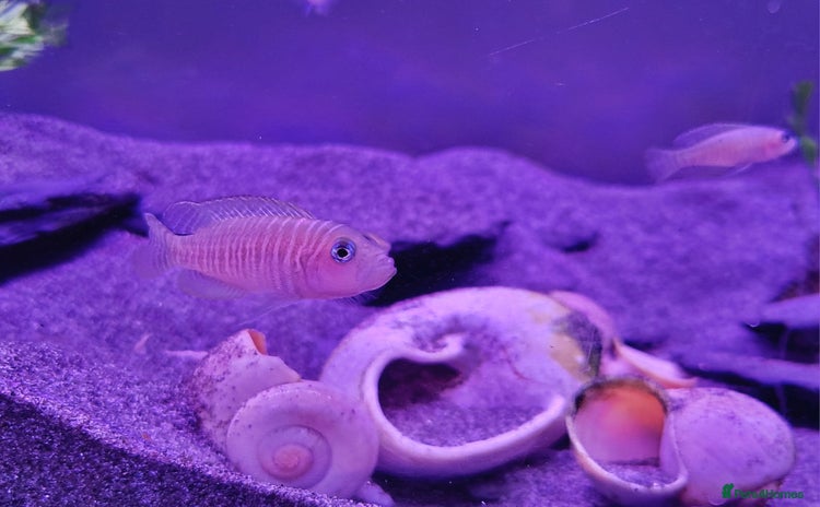 Cichlids fish - Advert 1