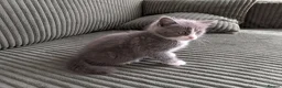 British Shorthair cats for sale: Marcin  - Advert 3