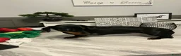 Miniature Dachshund dogs for stud: Miniature dachshund stud 18 champions in pedigree - Advert 9