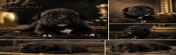 Staffordshire Bull Terrier dogs for sale: HOUSEOFLEGACY-Premium Merle Staffordshire Terriers - Advert 9