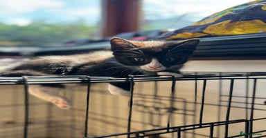 Mixed Breed cats - Advert 16