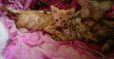 Mixed Breed cats - Advert 6