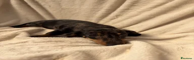 Miniature Dachshund 2