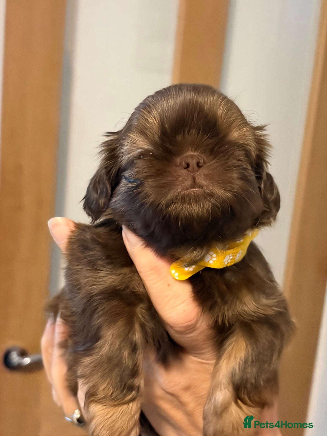 Shih Tzu dogs for sale: Imperial Shih Tzu  - Advert 15