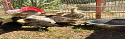 Ducks poultry for sale: Muscovy Indian runner duckling  - Advert 2
