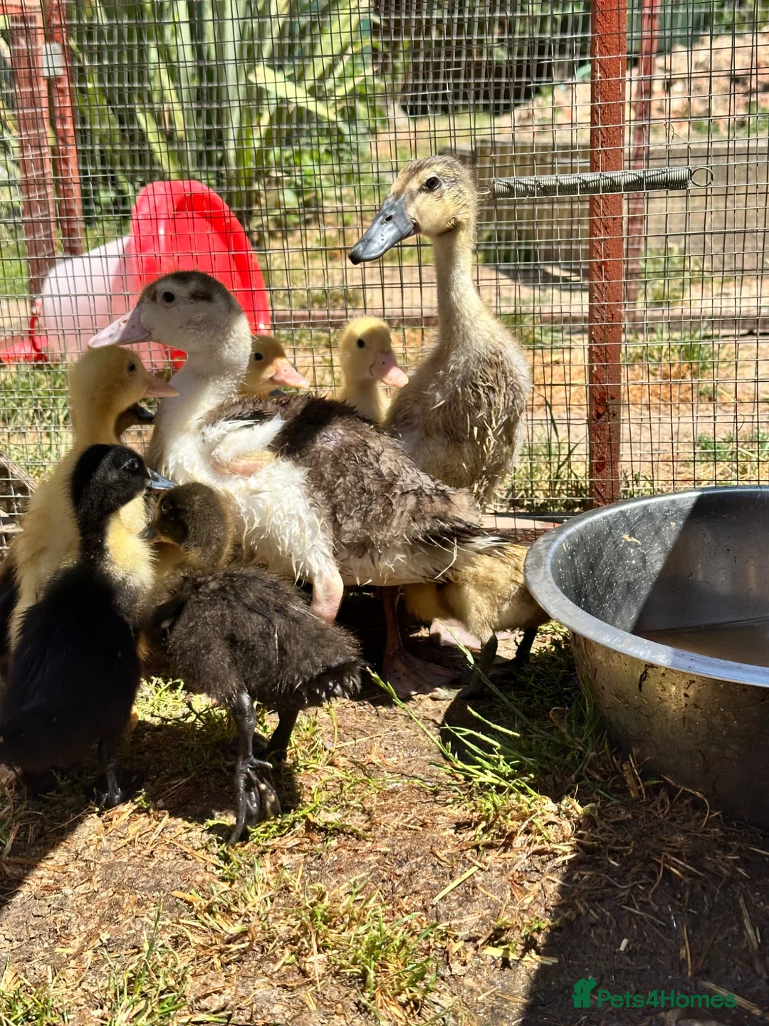 Ducks poultry for sale: Muscovy Indian runner duckling  - Advert 2