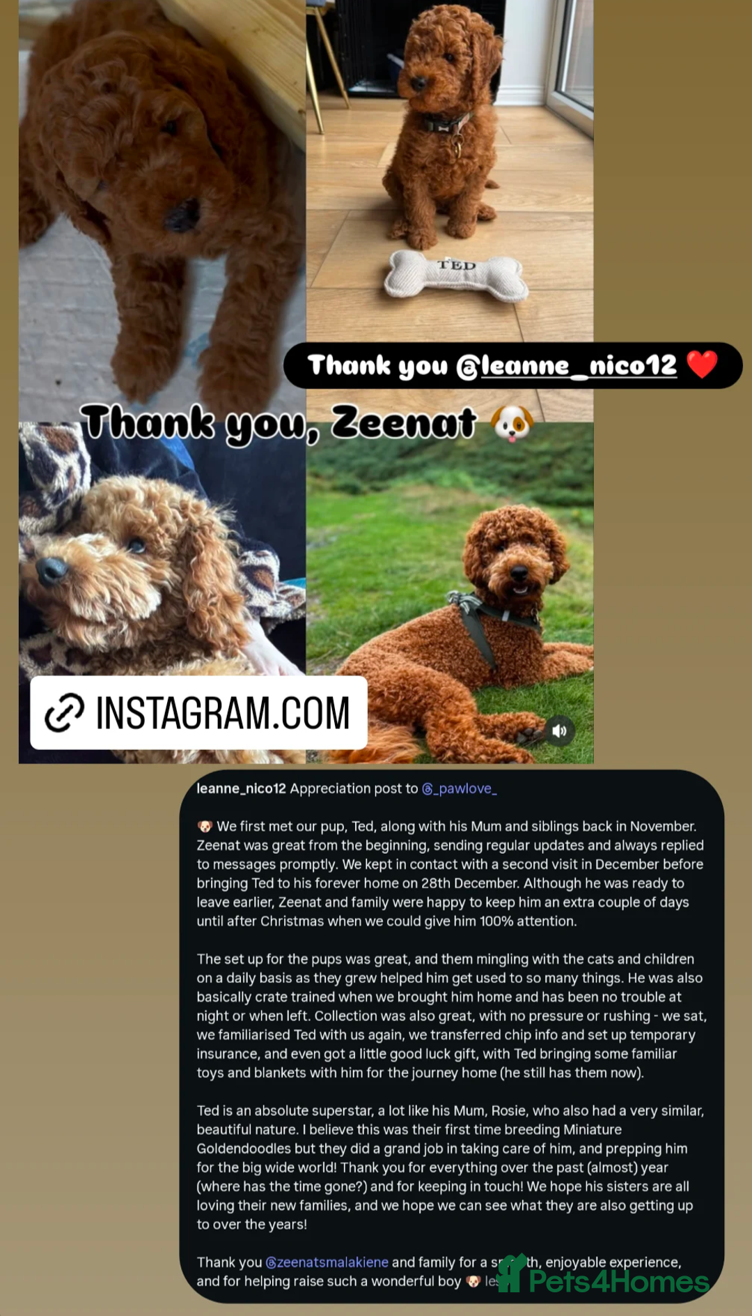 Mini Goldendoodle dogs for sale: Miniature F1BB Goldendoodle puppies  - Advert 8