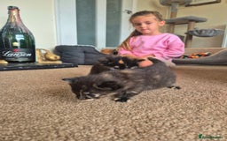 Mixed Breed cats for sale: Super friendly, fluffy kittens! 😻 - Image 21