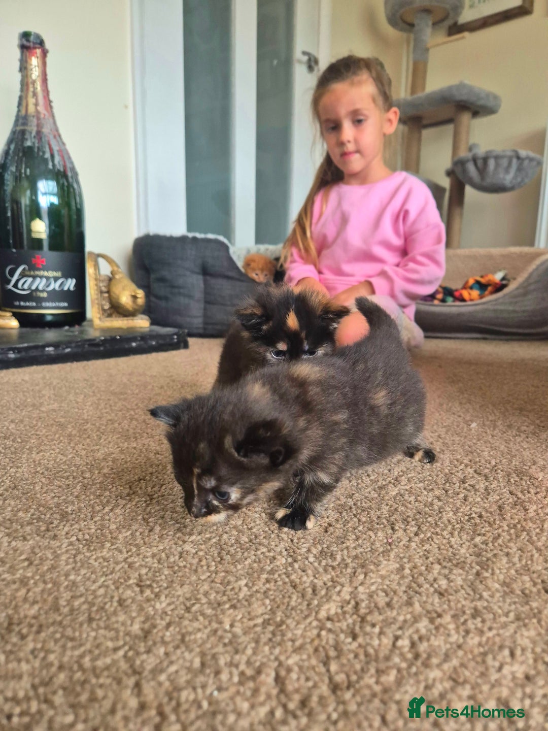 Mixed Breed cats for sale: Super friendly, fluffy kittens! 😻 - Image 21