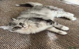 Maine Coon cats for sale: Ciri  - Image 17