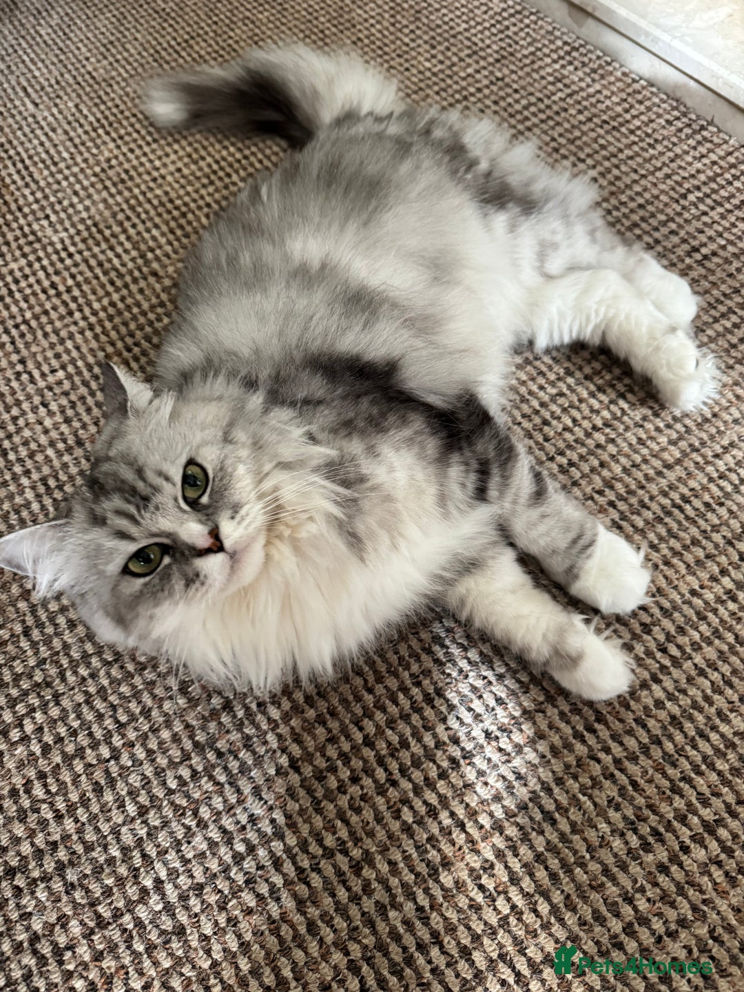 Maine Coon cats for sale: Ciri  - Image 17
