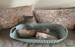 British Shorthair cats for sale: Four tiny heart-stealers looking for loving home - Image 9