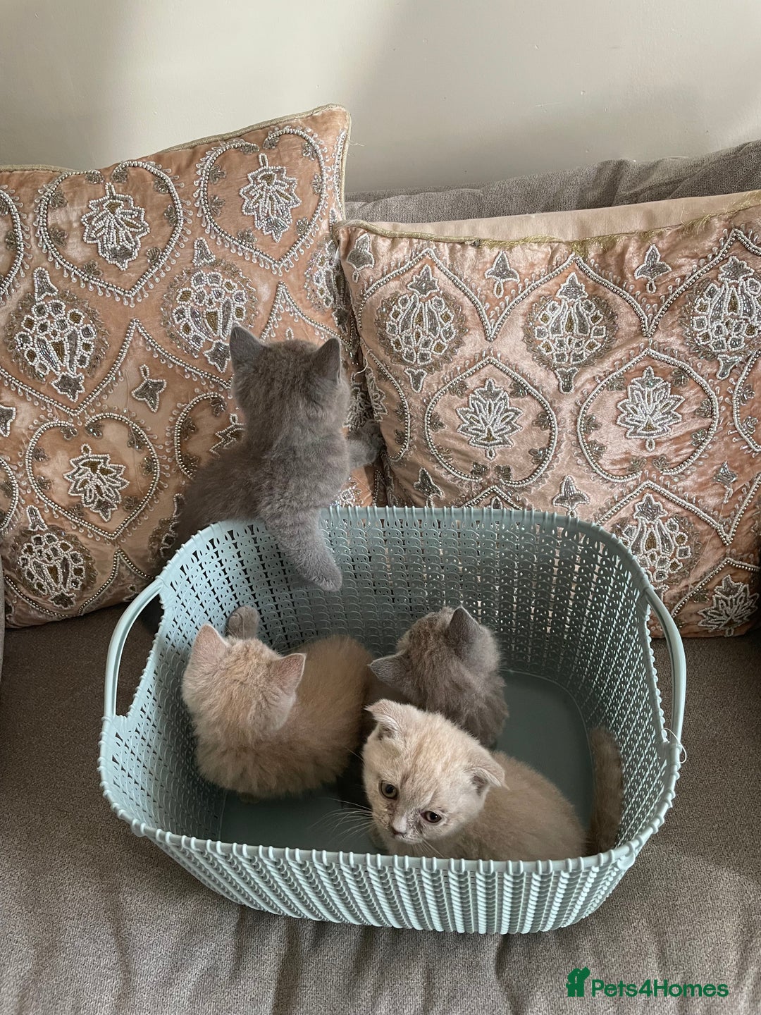 British Shorthair cats for sale: Four tiny heart-stealers looking for loving home - Image 9