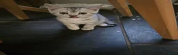 Mixed Breed cats for sale: Lovely litter of Mackrell tabby kittens in Warminster - Advert 3