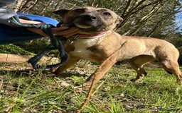 Mixed Breed dogs for adoption: Phoenix - Norwich Norfolk  - Image 14