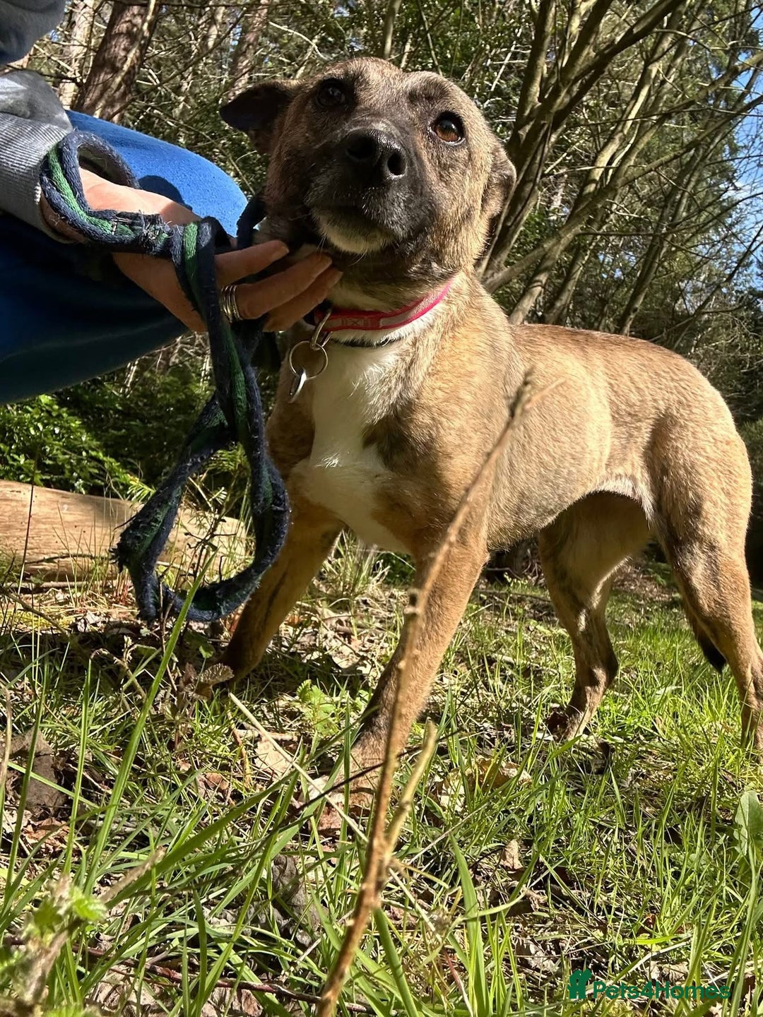 Mixed Breed dogs for adoption: Phoenix - Norwich Norfolk  - Image 14