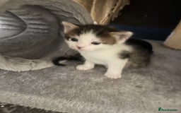 British Shorthair cats for sale: Beautiful unique coated kittens - Image 5