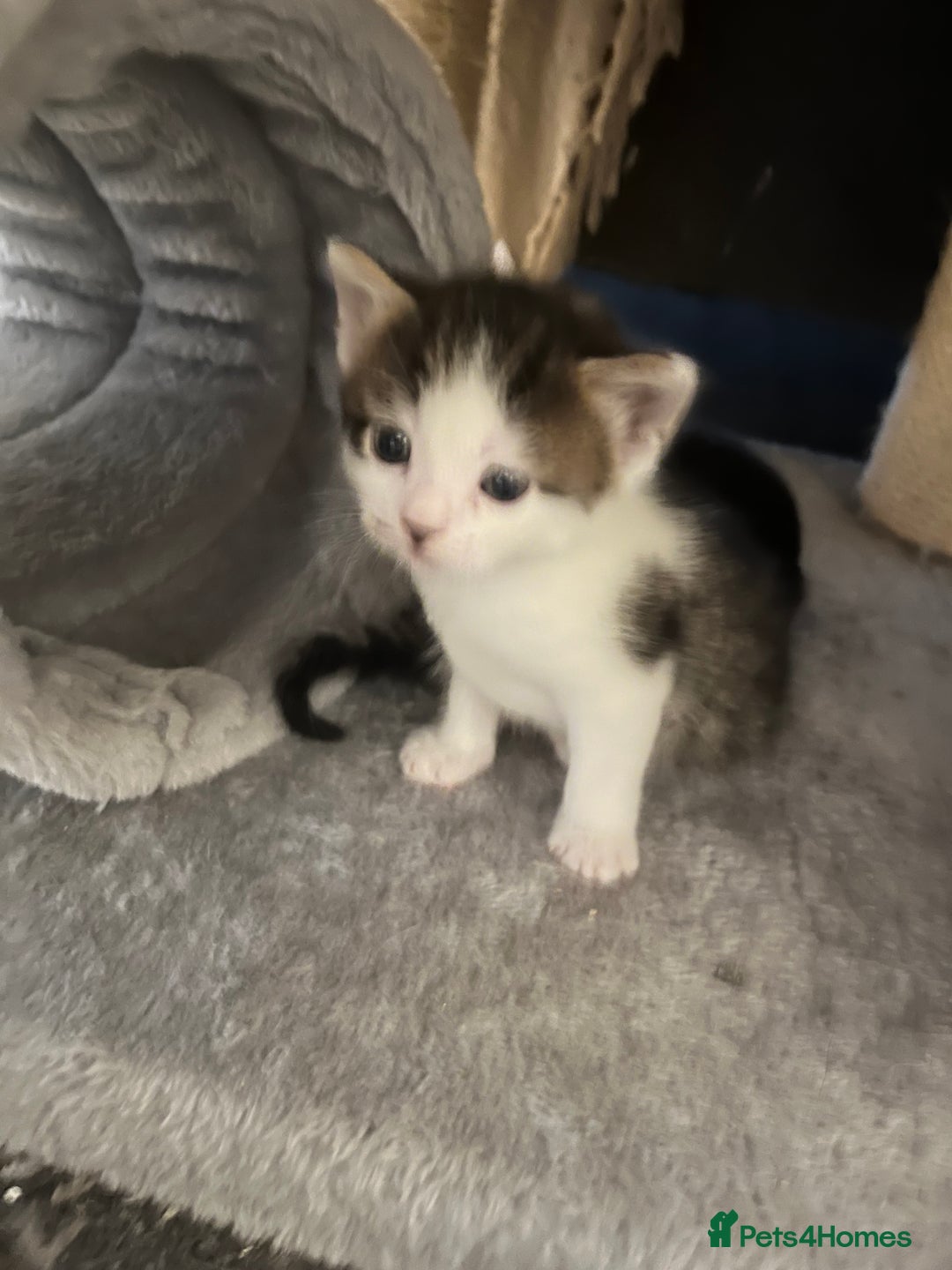 British Shorthair cats for sale: Beautiful unique coated kittens - Image 5