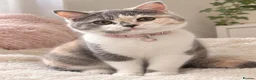 British Shorthair cats for sale:  TICA Reg BlueCream Tortie/White British Shorthair - Advert 6