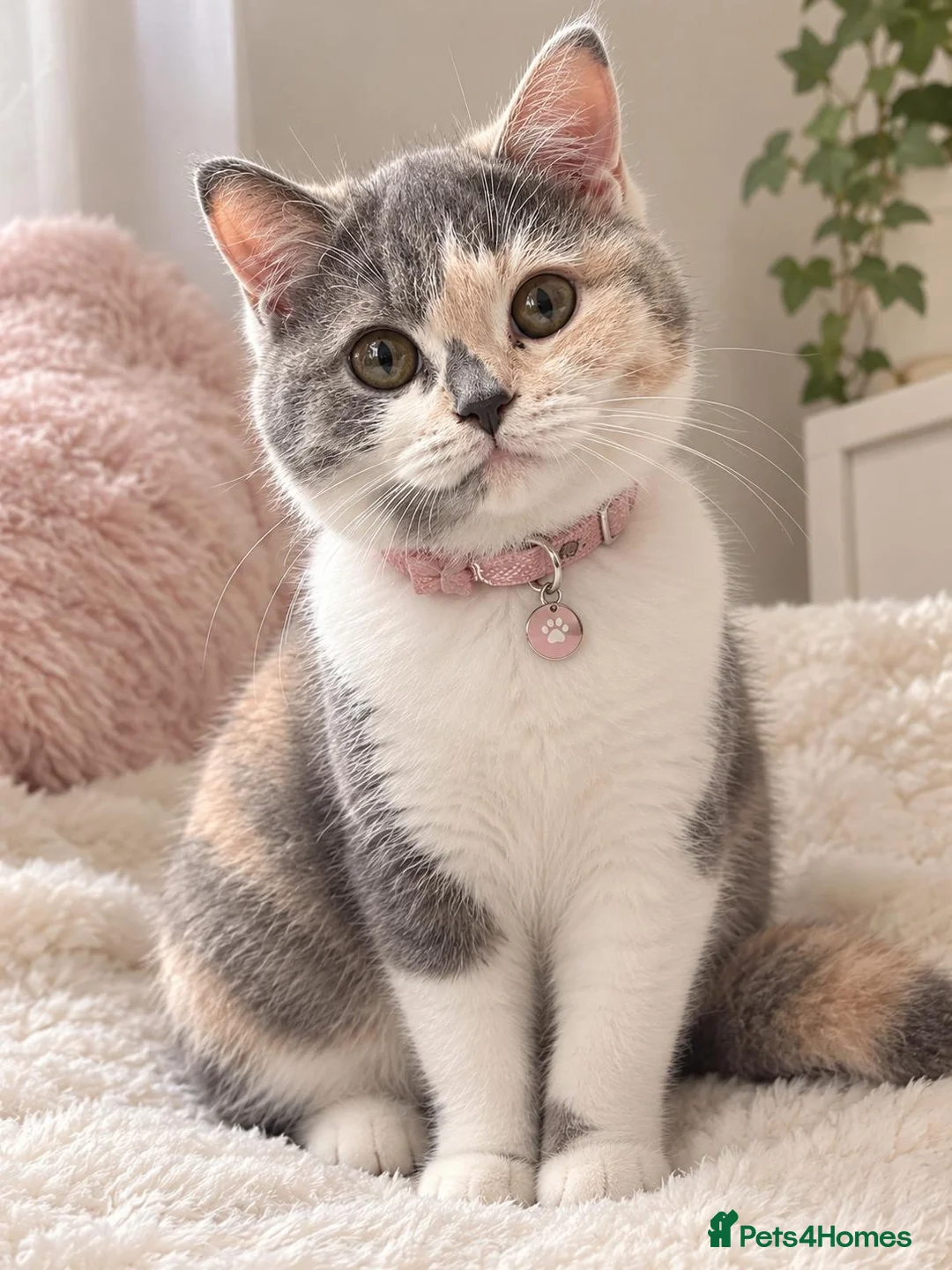 British Shorthair cats for sale:  TICA Reg BlueCream Tortie/White British Shorthair - Advert 6