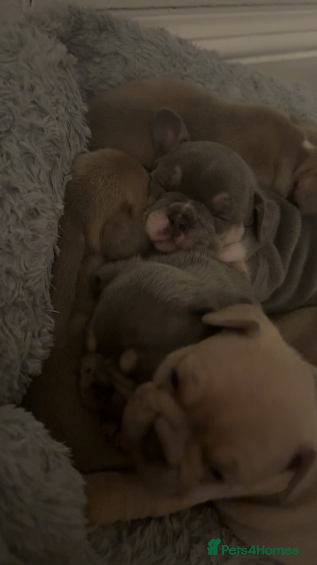 French Bulldog dogs for sale: 🐾✨ Adorable Frenchies ready now ✨ 🐾 DWKC  - Advert 15