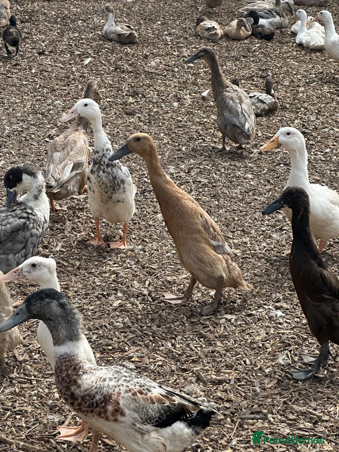 Ducks poultry for sale: Female ducks at point of lay - Advert 12