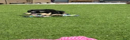 Miniature Schnauzer dogs for sale: 🐾 KC Registered Miniature Schnauzer Puppies 🐾 - Advert 9