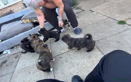 Mixed Breed dogs for sale: American Akita x German Sheperd Pups ready to go - Image 11