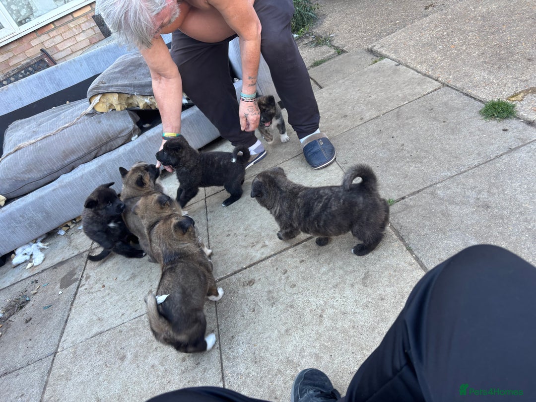 Mixed Breed dogs for sale: American Akita x German Sheperd Pups ready to go - Image 11