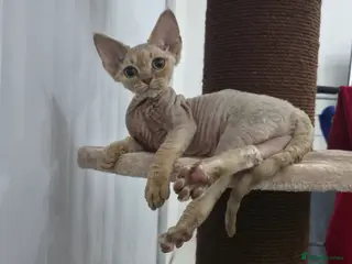 Devon Rex cats ❤️ Gorgeous Devon Rex Girls ❤️ - Advert 2