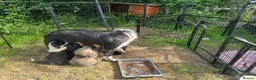 Mixed Breed dogs for sale: German shepherd mix puppies! - Advert 5