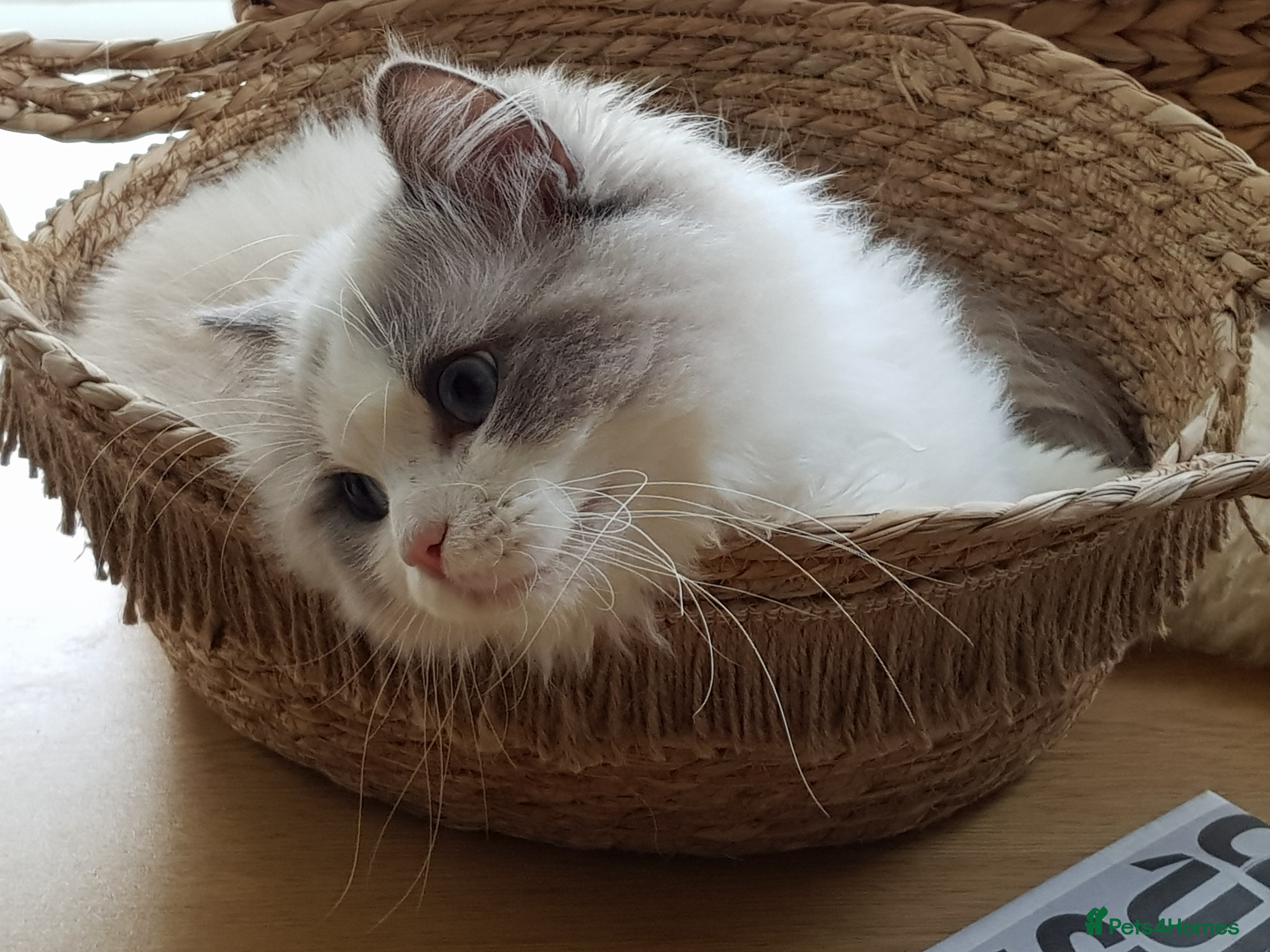 Ragdoll cats WCF/GCCF Blue Bicolour Ragdoll available for stud in Manchester - Advert 14
