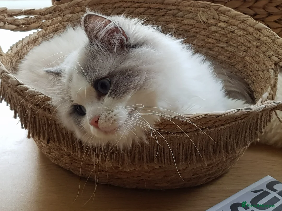 Ragdoll cats for stud: WCF/GCCF Blue Bicolour Ragdoll available for stud in Manchester - Advert 1