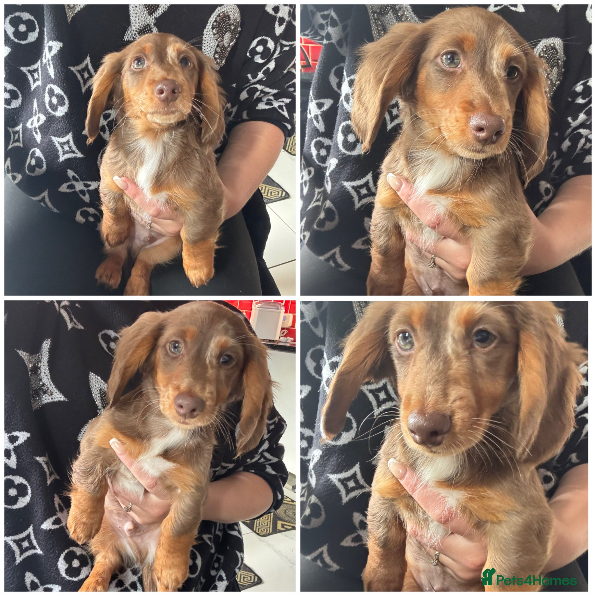 Miniature Dachshund dogs Last Male Miniature Long hair dachshund puppy - Advert 8
