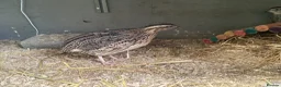 Quail poultry for sale: JAPANESE/ITALIAN COTURNIX CHICKS - Advert 6